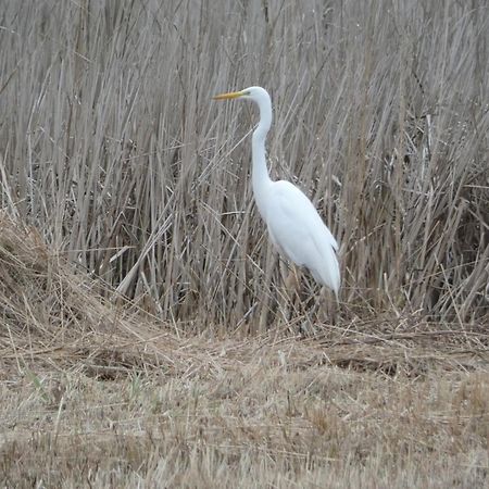 B&B De Zilverreiger Belt-Schutsloot Kültér fotó
