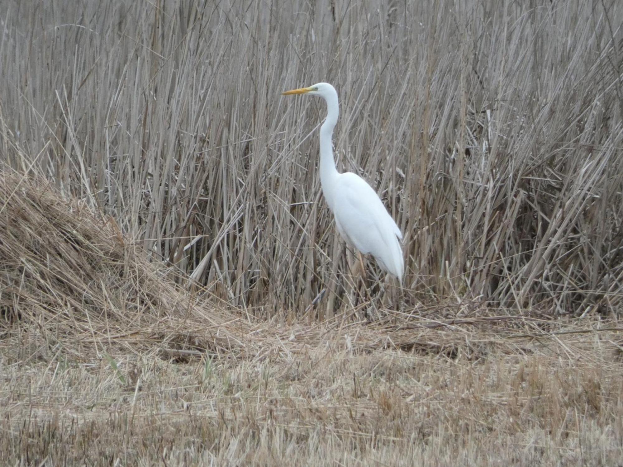 B&B De Zilverreiger Belt-Schutsloot Kültér fotó